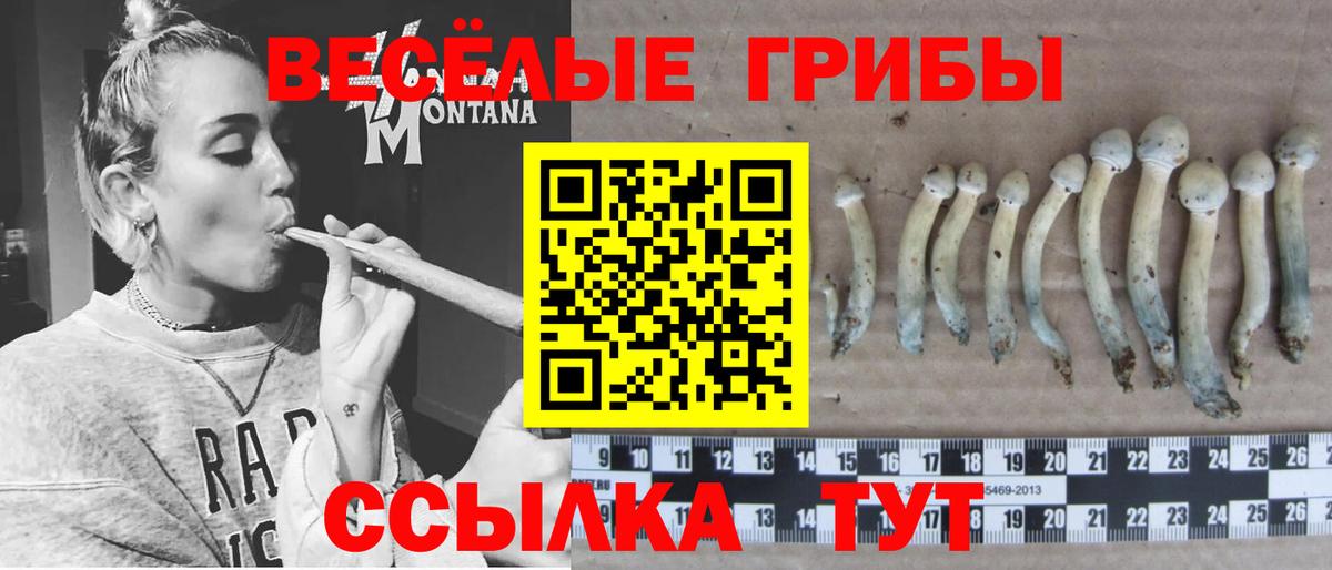 Псилоцибиновые грибы Psilocybine cubensis  Псилоцибиновые грибы мицелий  Вход с VPN  Химки 
